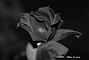 slides/DSC_0012.JPG  DSC_0012