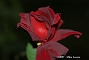 slides/DSC_0012.JPG  DSC_0012