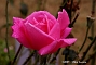 slides/DSC_0219.JPG  DSC_0219