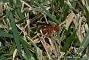 slides/DSC_0241.JPG  DSC_0241