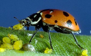 Ladybug Lunch