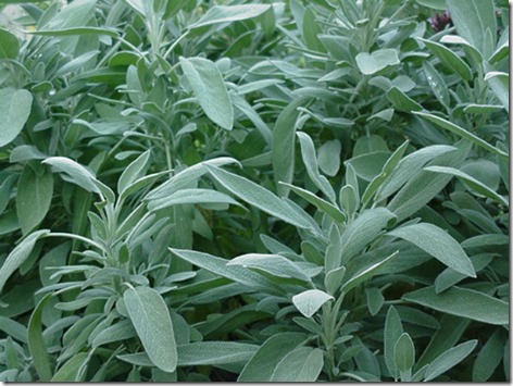 Sage Broad Leaf