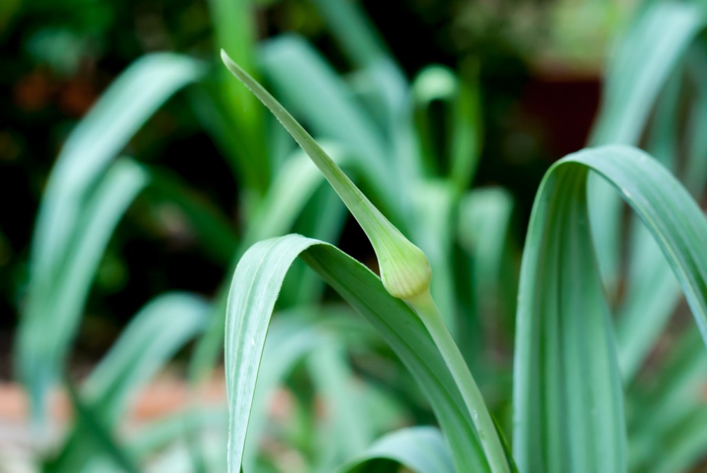 Garlic Scape-6667