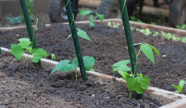 Happy Pole Beans!