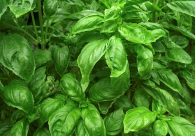 The Benefits of Basil