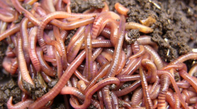 Congratulations! It’s worms!