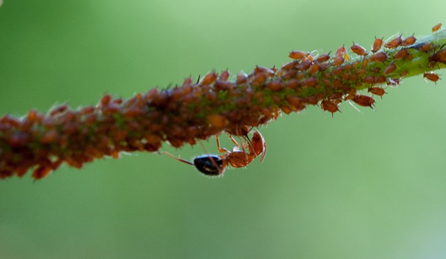An ant tending its aphid farm on my grapevine
