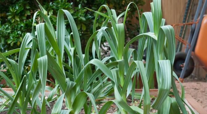 Garlic Growing in Bed