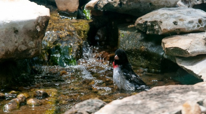 Rose-Breasted Grosbeak Taking a Dip