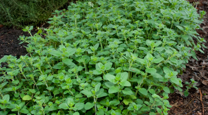 Harvesting Oregano